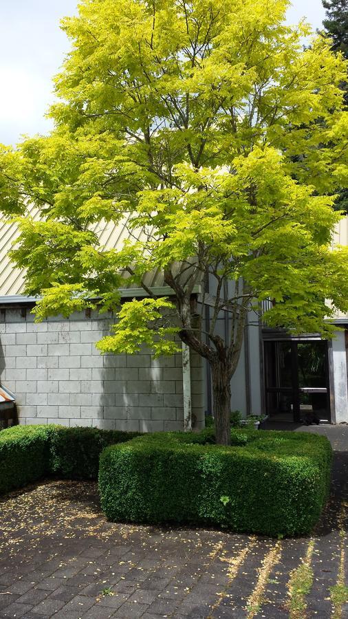 Beech Tree Lodge Ohakune Rom bilde