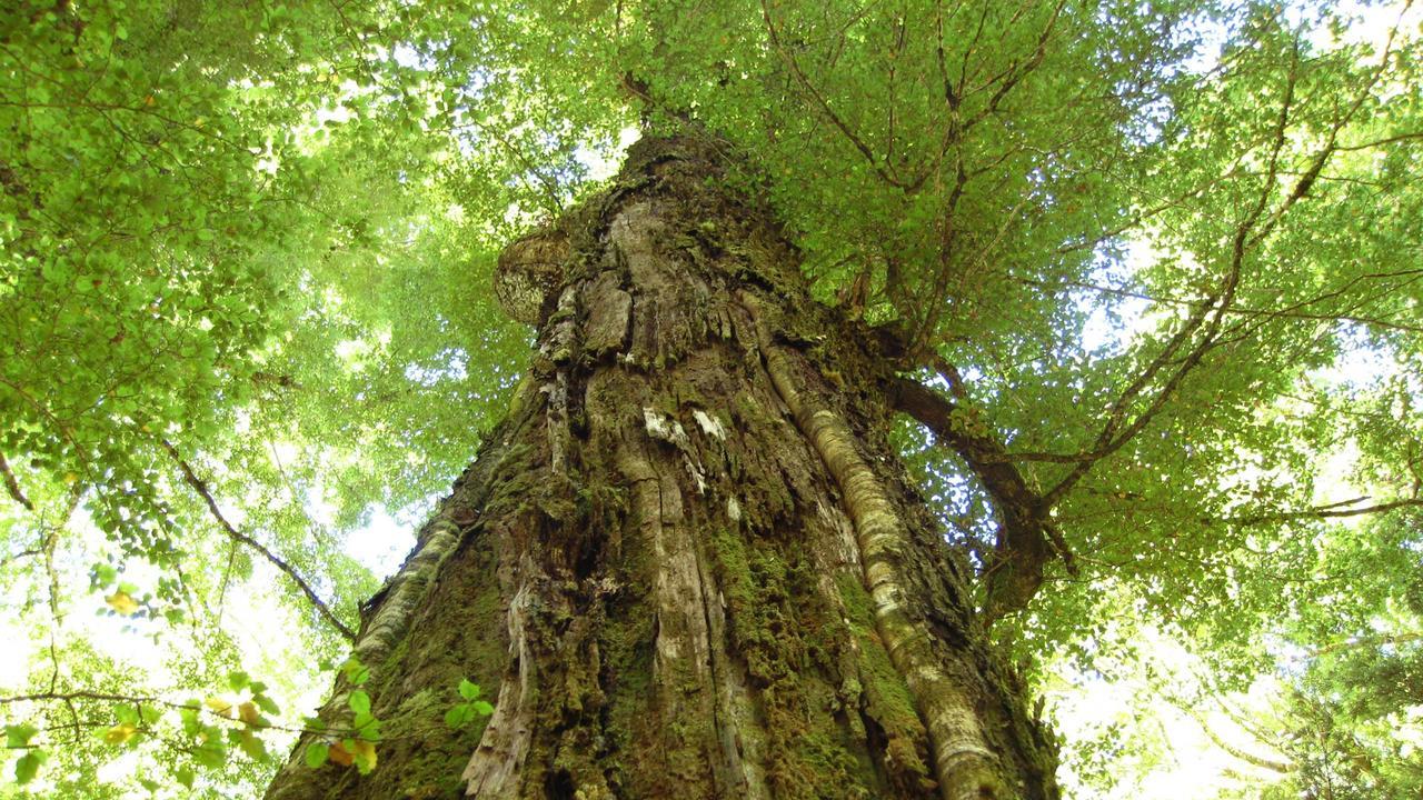 Beech Tree Lodge Ohakune Eksteriør bilde